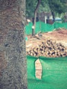 Cut tree logging. Royalty Free Stock Photo