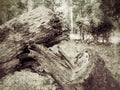 Cut tree logging. Royalty Free Stock Photo