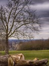 Cut tree logs in a park