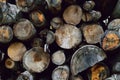 Cut tree logs piled up in forest