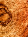 Cut tree oak Royalty Free Stock Photo