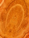 Cut tree oak Royalty Free Stock Photo