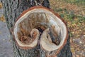 Cut tree pillar. Closeup heart shaped slice