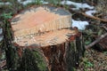 Cut of a tree with rings in the forest Royalty Free Stock Photo