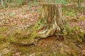 A cut tree stump Royalty Free Stock Photo