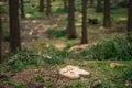 Cut tree stump forest fresh nobody marking mark sign