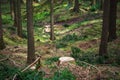 Cut tree stump forest fresh nobody marking mark sign