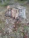 The tree stump in forest