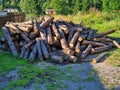 Cut tree stumps on the grass in summer day Royalty Free Stock Photo