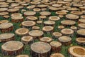 Cut tree stumps Royalty Free Stock Photo