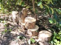 Cut tree stumps in a row Royalty Free Stock Photo