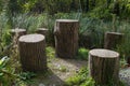 Cut tree stumps used as resting places for tired walkers Royalty Free Stock Photo