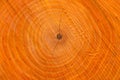A cut of a tree trunk with annual rings Royalty Free Stock Photo