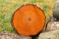 A cut of a tree trunk with annual rings Royalty Free Stock Photo