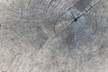 Cut tree trunk - annular rings