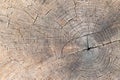 Cut tree trunk - annular rings