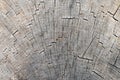 Cut tree trunk - annular rings