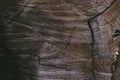 Cut tree trunk background and texture. Wood texture of cut tree trunk. Closeup view of old wood texture. Abstract texture and back Royalty Free Stock Photo