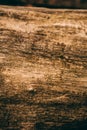 Cut tree trunk background and texture. Wood texture of cut tree trunk. Close up view of old wood texture. Royalty Free Stock Photo