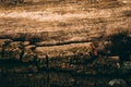 Cut tree trunk background and texture. Wood texture of cut tree trunk. Close up view of old wood texture. Royalty Free Stock Photo
