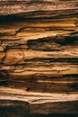 Cut tree trunk background and texture. Wood texture of cut tree trunk. Close up view of old wood texture. Royalty Free Stock Photo
