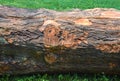 Cut tree trunk Royalty Free Stock Photo