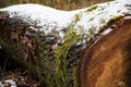 Cut tree trunk with moss and snow Royalty Free Stock Photo