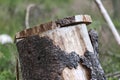 Cut tree trunk due to bark beetle infestation Royalty Free Stock Photo