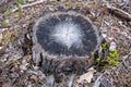 Cut tree trunk. Fresh stump Royalty Free Stock Photo