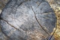 Cut tree trunk. Old tree stump background Royalty Free Stock Photo