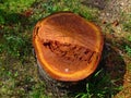 Cut tree trunk remains Royalty Free Stock Photo