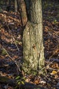 Tree trunk in forest at fall Royalty Free Stock Photo