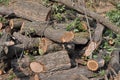 Cut tree trunks heap sunlit Royalty Free Stock Photo