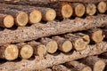 Cut Tree Trunks Stacked On Top Of One Another Royalty Free Stock Photo