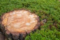 Cut tree, wood cutted, forest encroachment