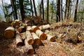 Cut trees broken by the wind. Cutting firewood. Forest cleaning. Mixed forest in top of the mountain TenjoYama, Japan Royalty Free Stock Photo