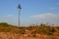 Cut trees in the forest. Deforestation and Illegal Logging, international trade in illegal timber