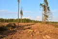 Cut trees in the forest. Deforestation and Illegal Logging, international trade in illegal timber Royalty Free Stock Photo