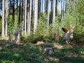 Cut trees in forest, or probably view after thunderstorm