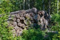 Cut trees stacked in a pile. Grass grows around