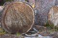 Cut trees and stump in forest. Environment and deforestation concept. Wooden trunks. Ecology concept. Wooden stump with tree rinks