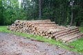 Cut trees trunks heap stack, logging industry forest lumber