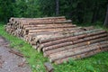 Cut trees trunks heap stack, logging industry forest lumber