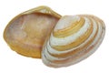 Cut trough shell