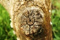 Cut tree in details. Old wood