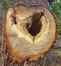 A cut of the trunk of an old tree showing a  hollow caused by rotting wood Royalty Free Stock Photo