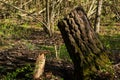 Cut trunk tree in the spring morning forest. Natural background Royalty Free Stock Photo