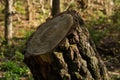 Cut trunk tree in the spring morning forest. Natural background Royalty Free Stock Photo