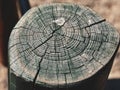 Cut and unstained grey and brown tree log stump with knot hole, wood, textures, background, outdoor tree stump