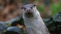 Cut upright, oblique standing otter, looking curiously to the front